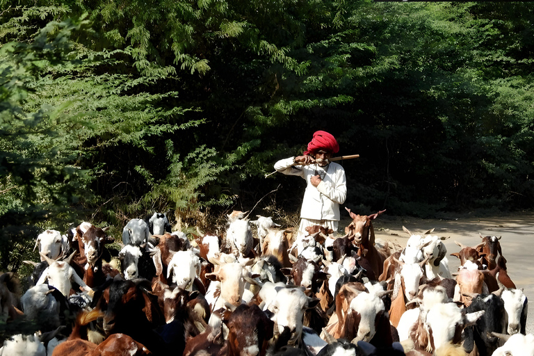 贾瓦伊：猎豹巡游与野生动物探秘之旅贾瓦伊：豹猎游与野生动物体验
