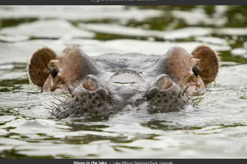 Parc national du lac Mburo : safari guidé de 3 jours à la découverte de la faune sauvage