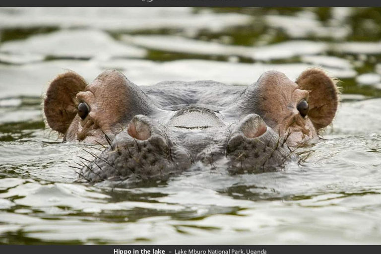 Parc national du lac Mburo : safari guidé de 3 jours à la découverte de la faune sauvage