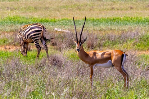 Mombasa: Safari de 4 días a Tsavo Este, Tsavo Oeste y Amboseli