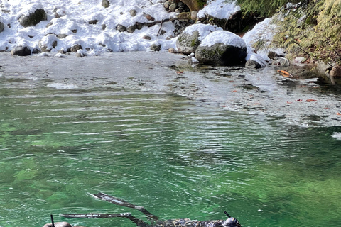 Vancouver: Regenwald-Wasserfall-Wanderung und Hängebrücke