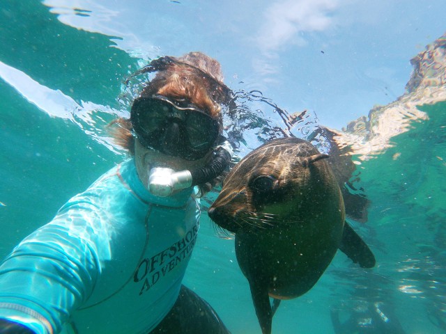 Visit Plettenberg Bay Swim with Seals in Knysna