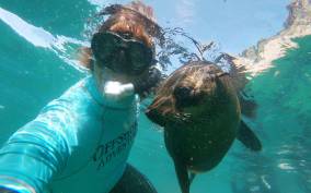 Plettenberg Bay: Swim with Seals