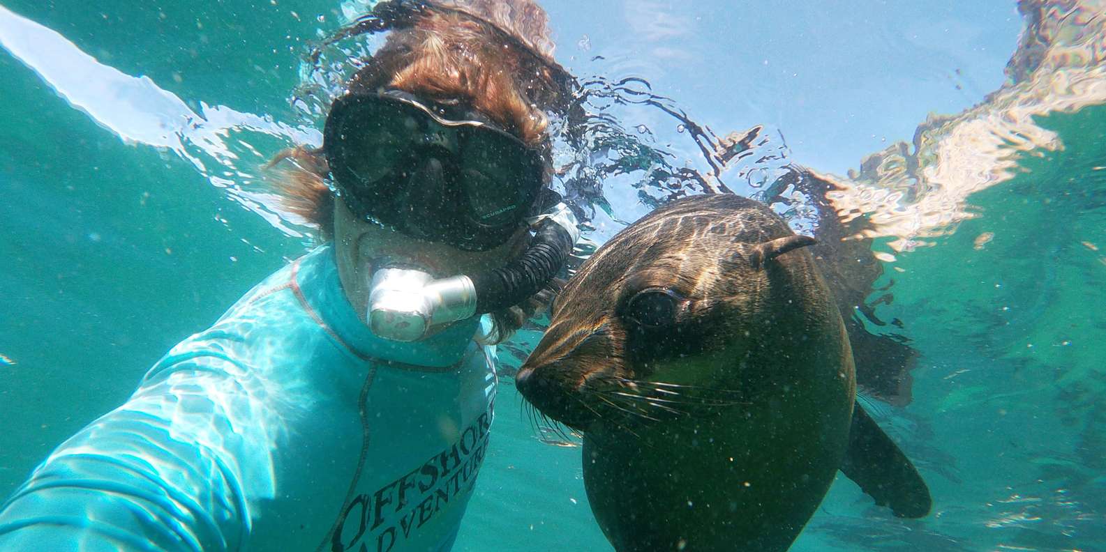 Plettenberg Bay: Swim with Seals