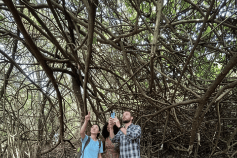 Kochi: Kumarakom Day Trip with Shikara Cruise & more