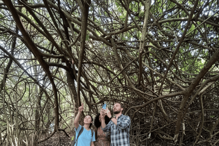 Kochi: Kumarakom Day Trip with Shikara Cruise & more