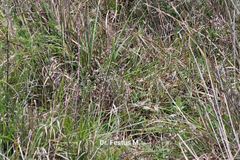 Nairobi: Half Day guided tour to Nairobi National Park