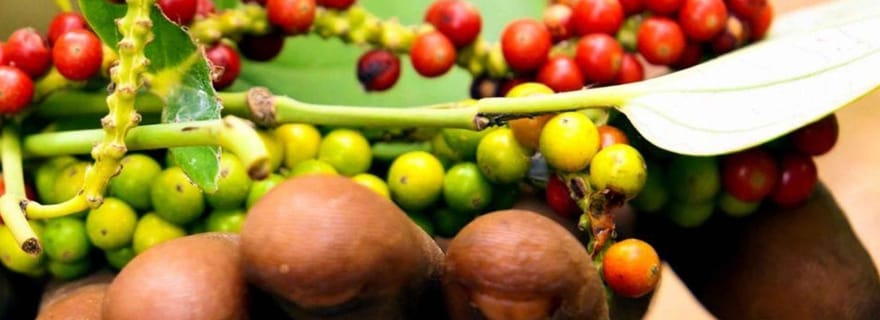 Zanzibar : Tour des épices avec déjeuner