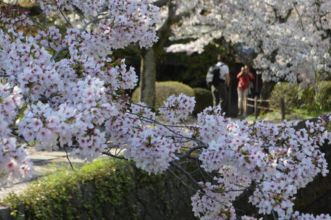 Sacred Pathways: Discover the Philosopher's Path of Kyoto