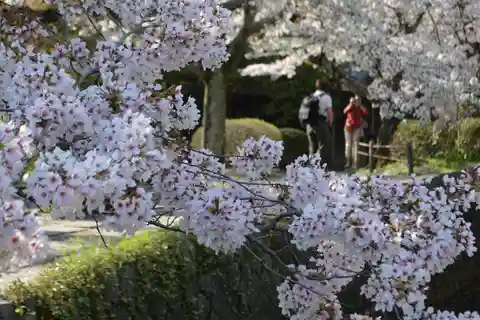 Hellige stier: Oppdag filosofenes vei i Kyoto
