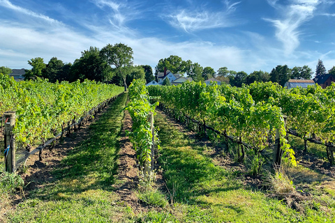 Lunch in the Vineyard: A Scenic Niagara Wine Tour Experience