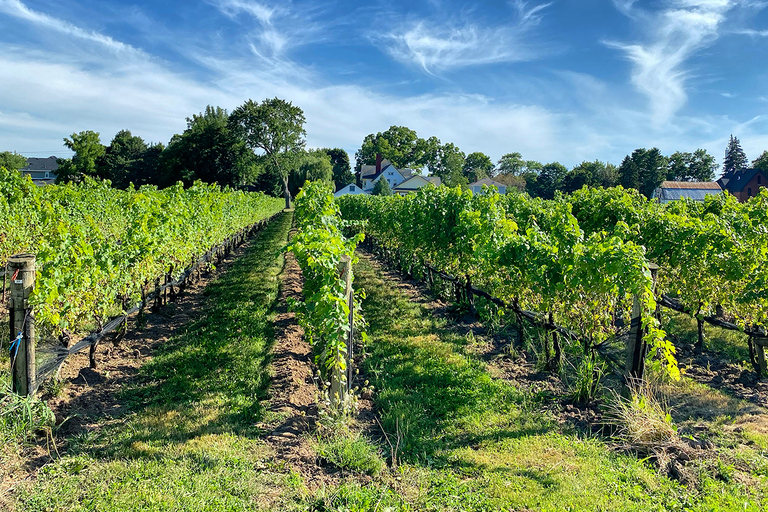 Lunch in the Vineyard: A Scenic Niagara Wine Tour Experience