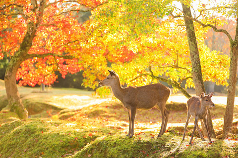 Kyoto/Osaka: Nara, Fushimi Inari, Arashiyama GanztagestourAb Osaka Ohne Zugticket