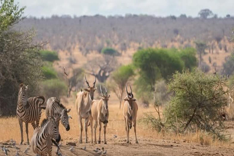 Safari 3-Days Mikumi national park from Zanzibar by ferry