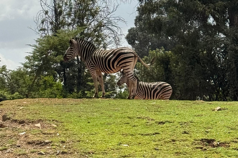Addis Ababa Layover Tour: Unity Park, Coffee & Local Lunch