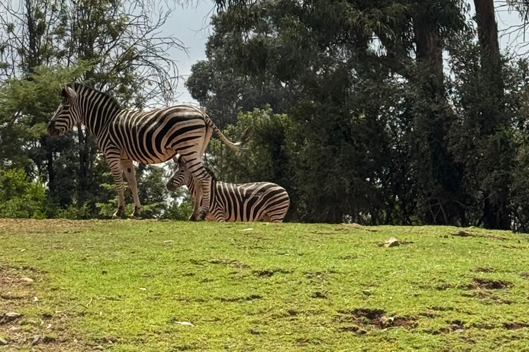 Addis Ababa Layover Tour: Unity Park, Coffee & Local Lunch
