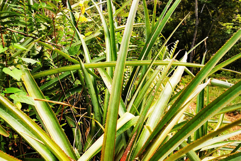 Puerto Plata trektocht - Natuur- en folkloristische ervaring