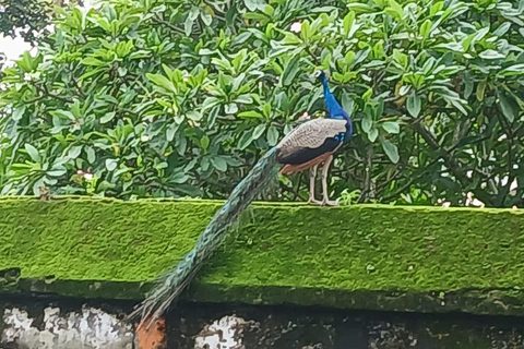 Tour panoramico di Fort Kochi in Tuk-Tuk