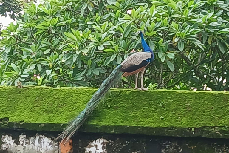 Passeio turístico de Tuk-Tuk em Fort Kochi