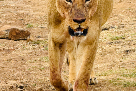 Nairobi Park Safari, Sheldrick's Orphanage & Giraffe Center Shared Drive in Open-Roof Van Game Drive