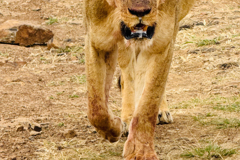 Nairobi Park Safari, Sheldrick's Orphanage & Giraffe Center Shared Drive in Open-Roof Van Game Drive