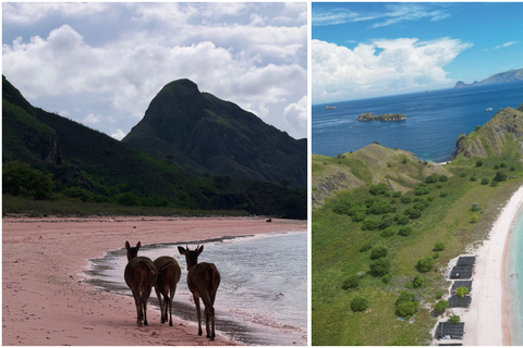 Komodo Speedboat Long Day Trip: 8 Highlights in One Day