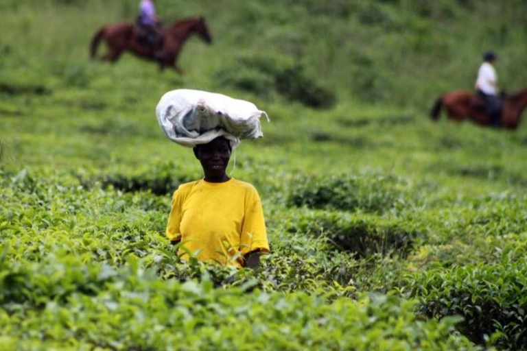 UGANDA HORSEBACK — SCENIC LANDSCAPES & ADVENTURES | 8-Days