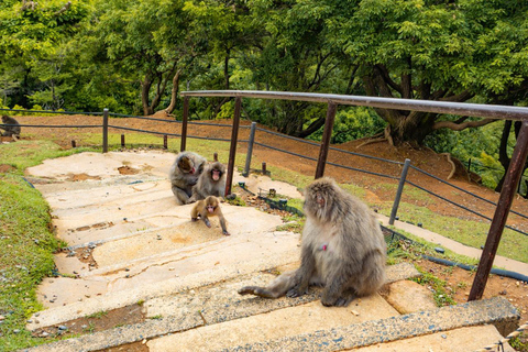 Kyoto: Arashiyama Unveiled – Bamboo, Temple, Matcha, Monkeys Kyoto: Arashiyama Unveiled Bamboo, Temple, Matcha, & Monkeys