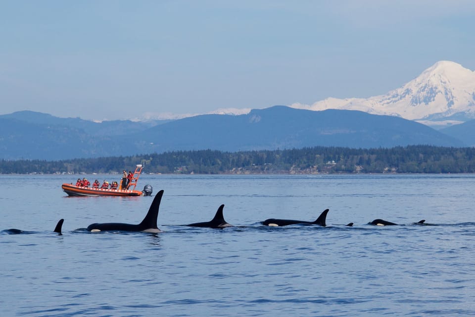 From Victoria: Whale Watching Tour by Zodiac Boat | GetYourGuide