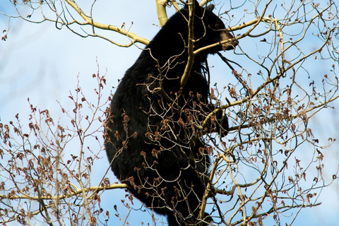 Banff: Guided Nature Walk with Bear Country Safety Tips