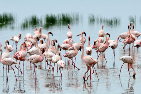 Excursão de um dia ao Parque Nacional Nakuru e ao Lago Naivasha