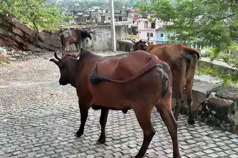 Excursión de un día de Agra a Bharatpur con Fatehpur Sikri