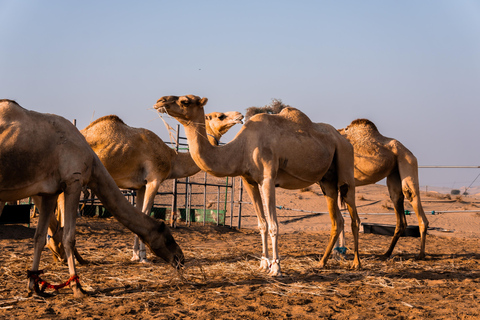 Abu Dhabi: Evening Desert Experience with BBQ Dinner & Shows 4 Hour Private Desert Safari No Dinner and Shows
