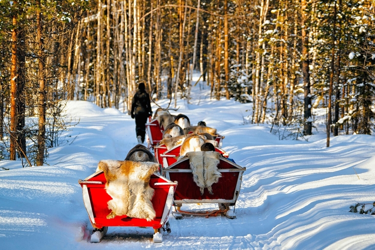 Levi : 1,5 km de traîneau à rennes dans la forêt enneigée de KermikkäKermikkä - environ 1,5 km de traîneau à rennes dans une forêt enneigée