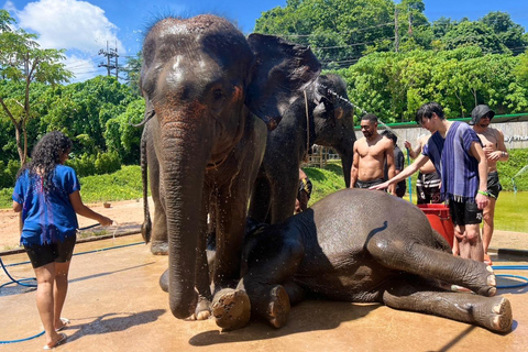 Expérience avec les éléphants avec transferts et buffet de nourriture thaïlandaise