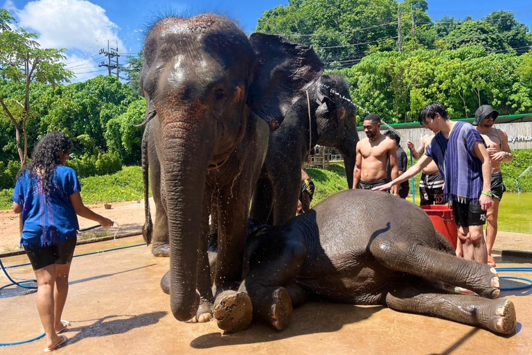 Expérience avec les éléphants avec transferts et buffet de nourriture thaïlandaise