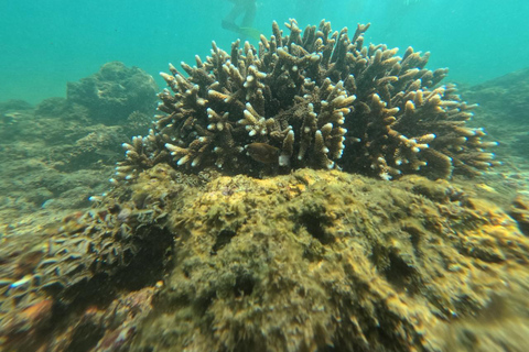 Mirissa VIP Turtles Snorkeling: Pool Training & Free GoPro