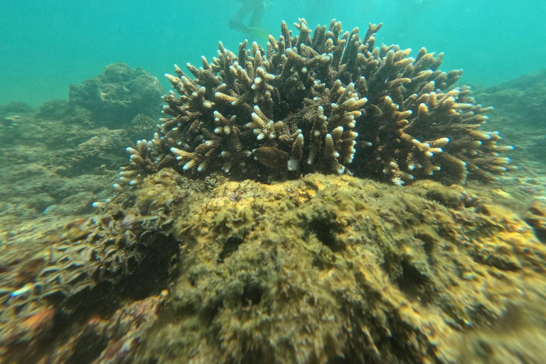 Mirissa VIP Turtles Snorkeling: Pool Training & Free GoPro