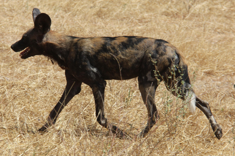 3-dniowe safari w Parku Narodowym Serengeti