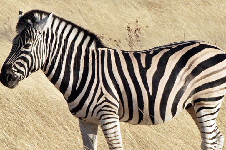 Durban: Phezulu Safari Park, Howick Falls & Mandela Capture