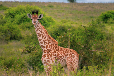 Da Nairobi: Safari di gruppo nel Maasai Mara di 3 giorni/2 nottiSafari di gruppo di 3 giorni e 2 notti e visita al villaggio Masai