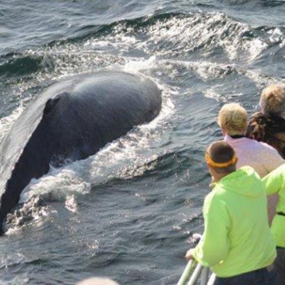 Plymouth: Whale Watching Cruise | GetYourGuide