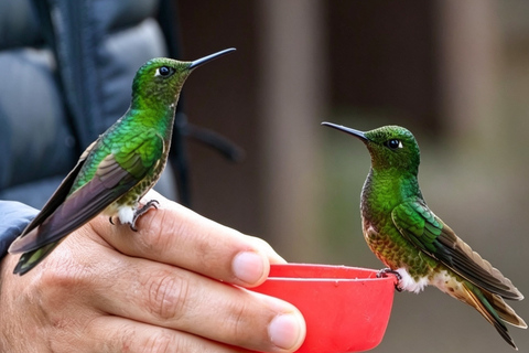 Quito: Mitad del Mundo and Mindo, birds, 7 waterfalls, cable car, butterfly farm