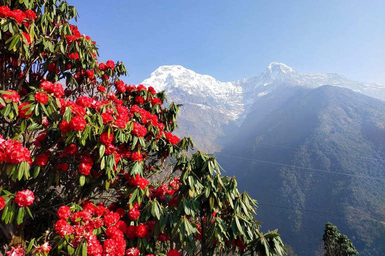 Pokhara: 3-Day Australian Camp, Dhampus, Ghandruk Trek

…