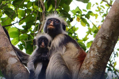 Zanzibar: Jozani Forest & Salaam Cave + Pickup & Entry fees