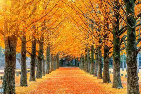 Nami Island & Seoul Highlights Private Tour for solo and couples
