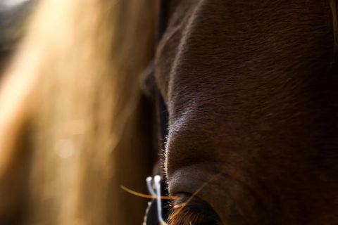 Plitvice: Horseback Riding Tour with Cave Entry Ticket Ride to Barać Caves (Half‑day Horseback Tour)