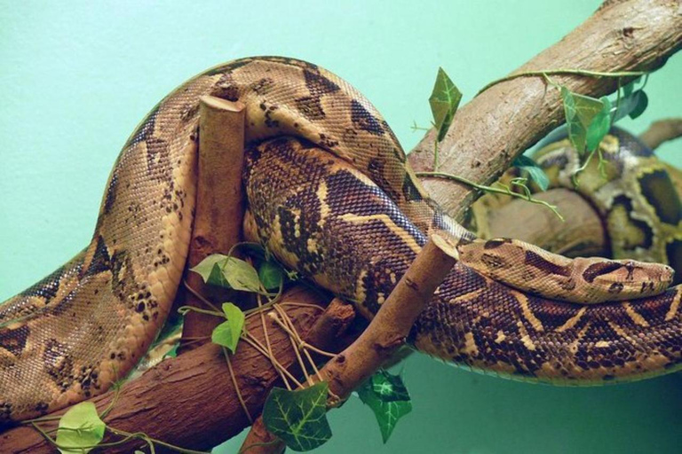 Nairobi: Wild Heritage Museum, Snake Park & Botanical Escape