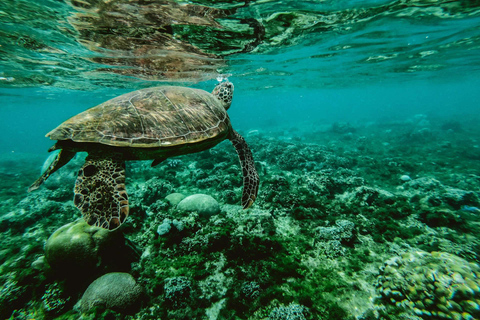 Mombaça: cruzeiro de dhow na Ilha Wasini com almoço e snorkelingMombaça: cruzeiro de barco tradicional na Ilha de Wasini com almoço e mergulho com snorkel