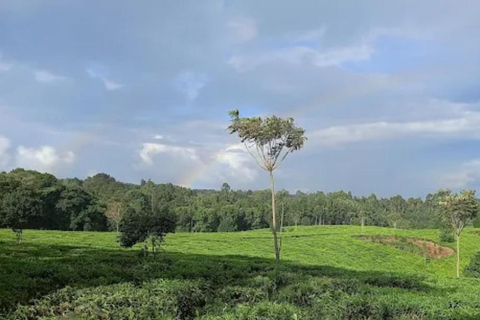 Nairobi: Gathoni Sensory Garden & Tea Farm Tour With Tasting
